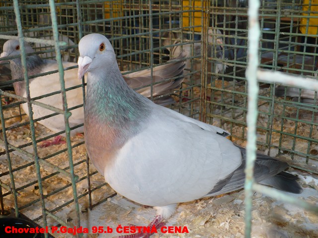 mini-Snímek 127.jpg